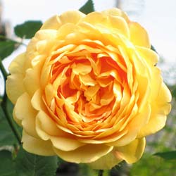 Rosal 'Golden Celebration'